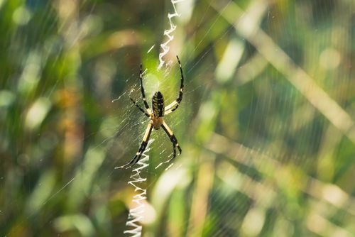 Free Detailed photograph of a garden spider weaving a complex web against a natural blurred background. Stock Photo