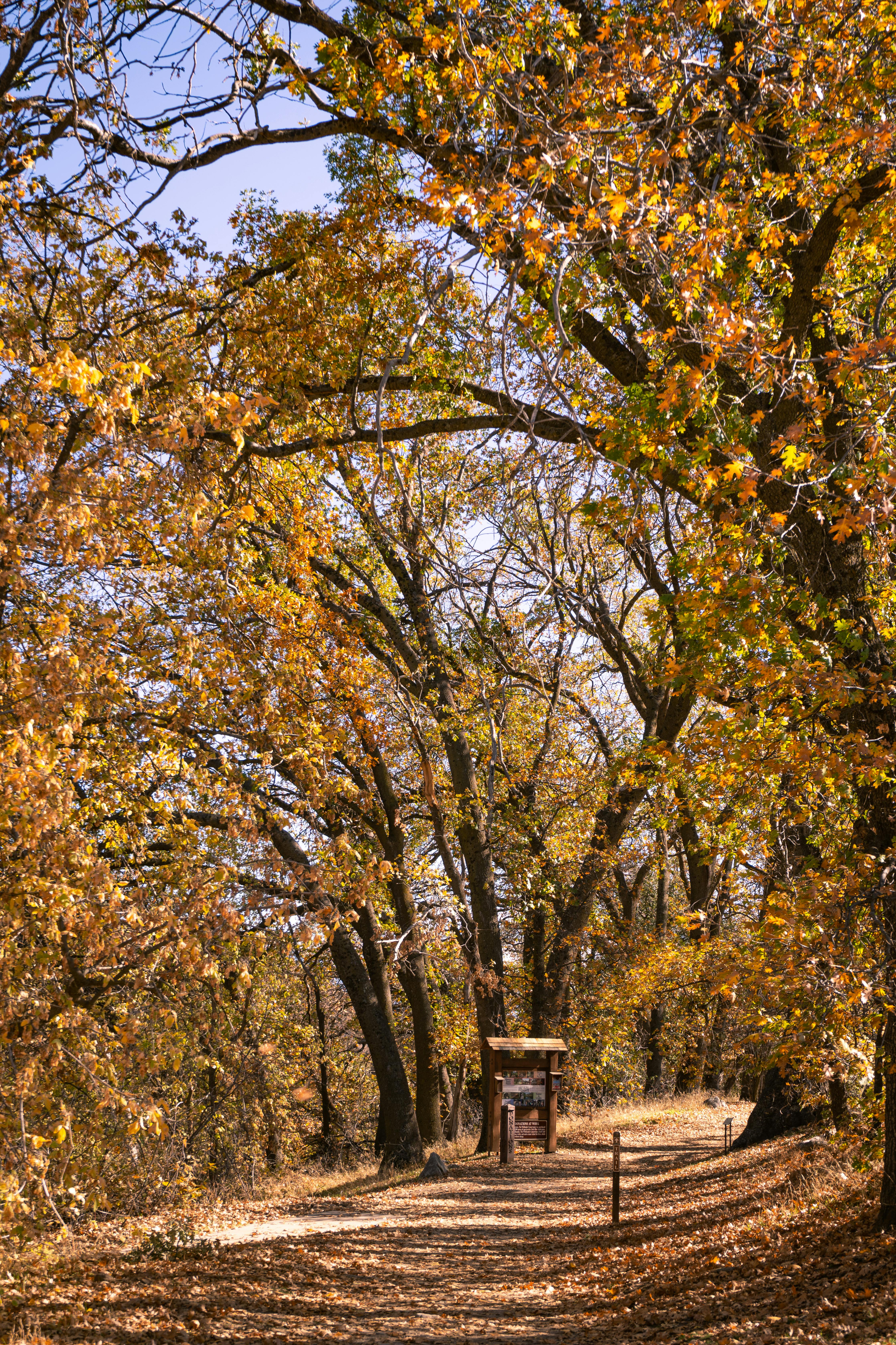 fall season colors