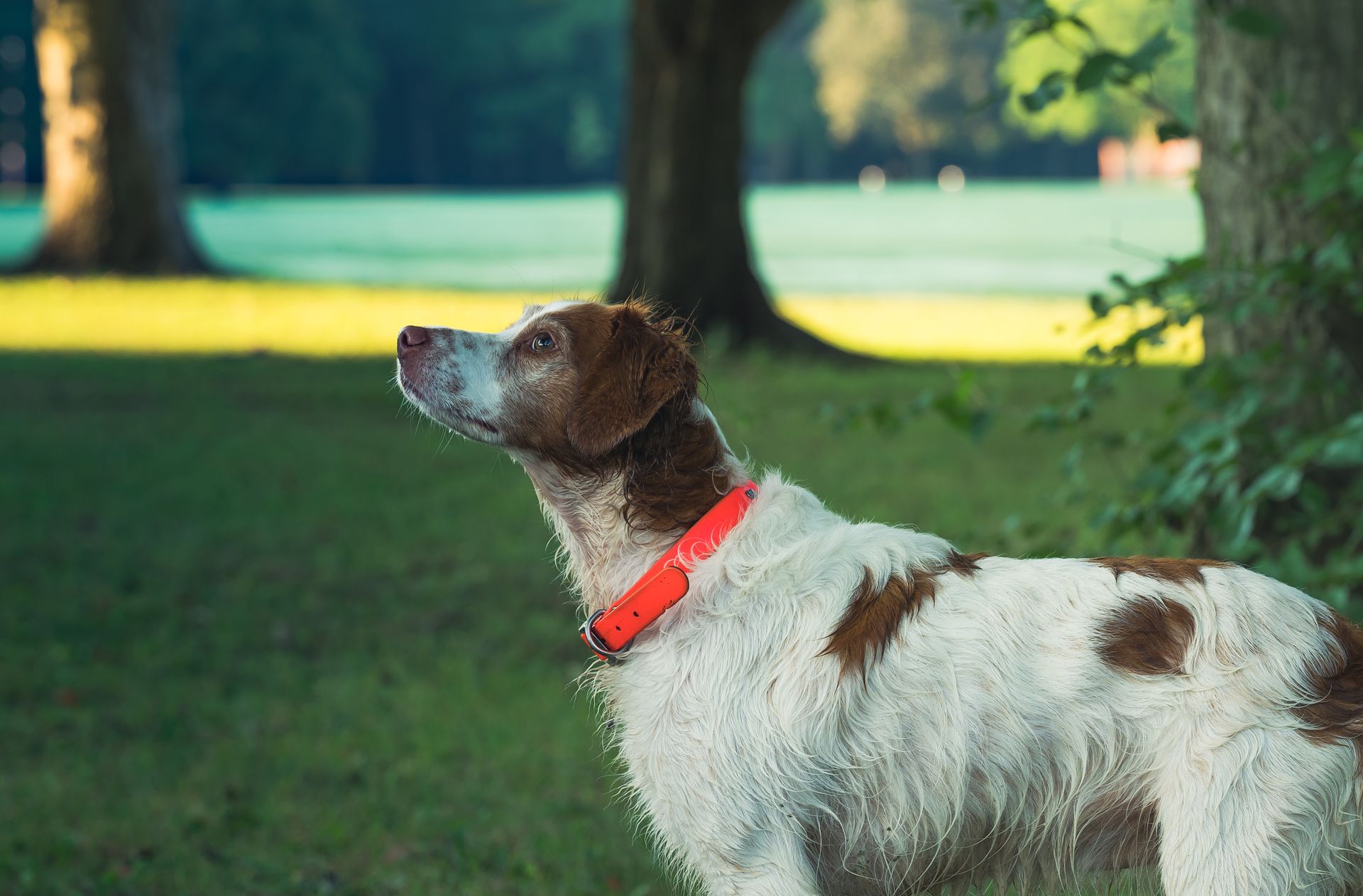 A Brittany
