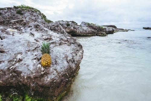 Free stock photo of fruit, mexico, ocean