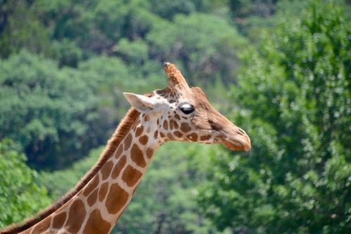 Free A detailed close-up shot of a giraffe's head against a background of lush greenery. Stock Photo