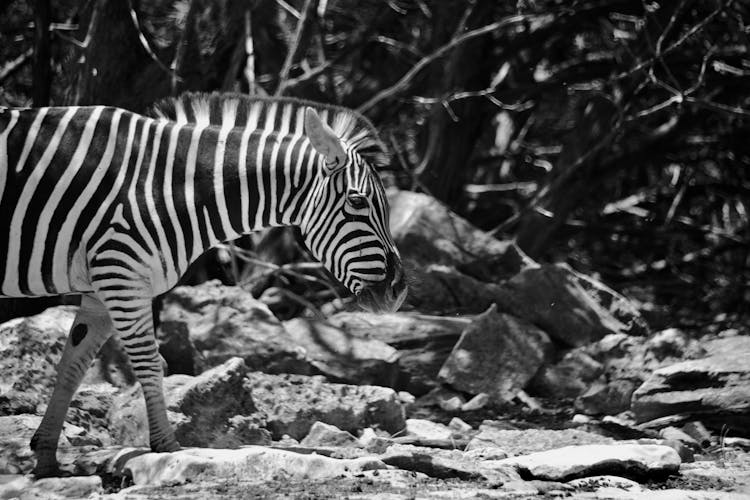 Grayscale Photo Of A Zebra