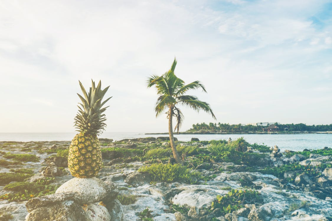 Fotobanka s bezplatnými fotkami na tému ananás, exteriéry, krajina pri mori