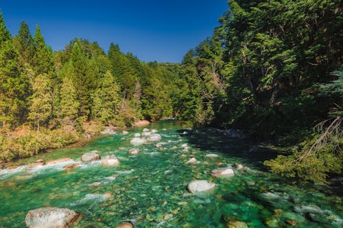 Imagine de stoc gratuită din apă curgătoare, arbori, codru