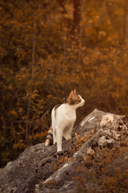A Cat Standing on the Rock 