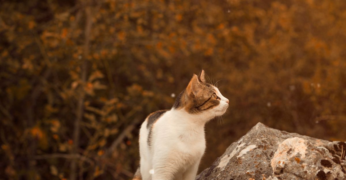 A Cat Standing on the Rock · Free Stock Photo