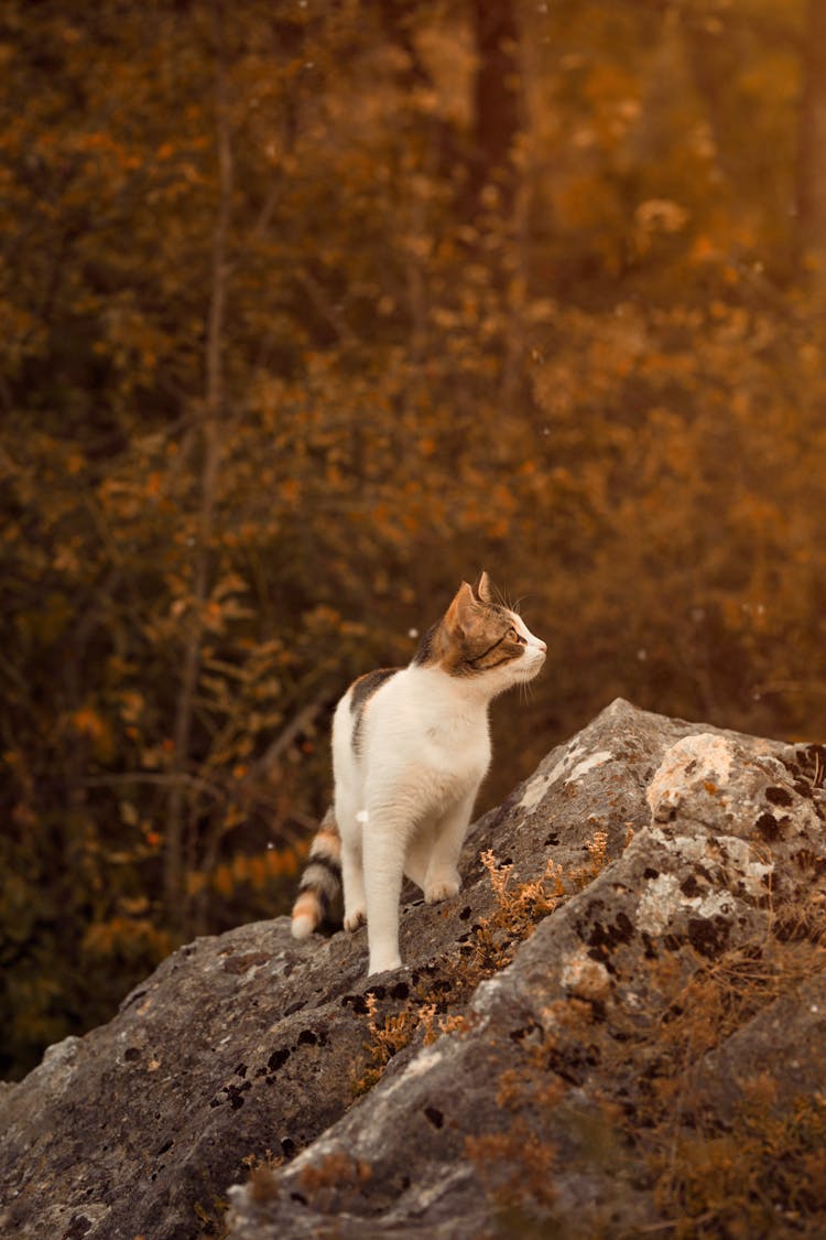 A Cat Standing On The Rock 