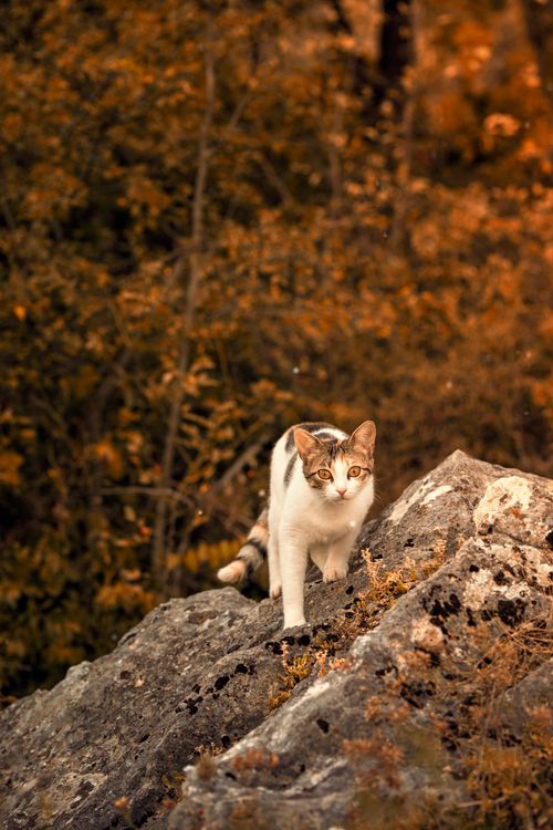Free Enchanting tabby cat standing on rocks amidst autumn foliage. Stock Photo