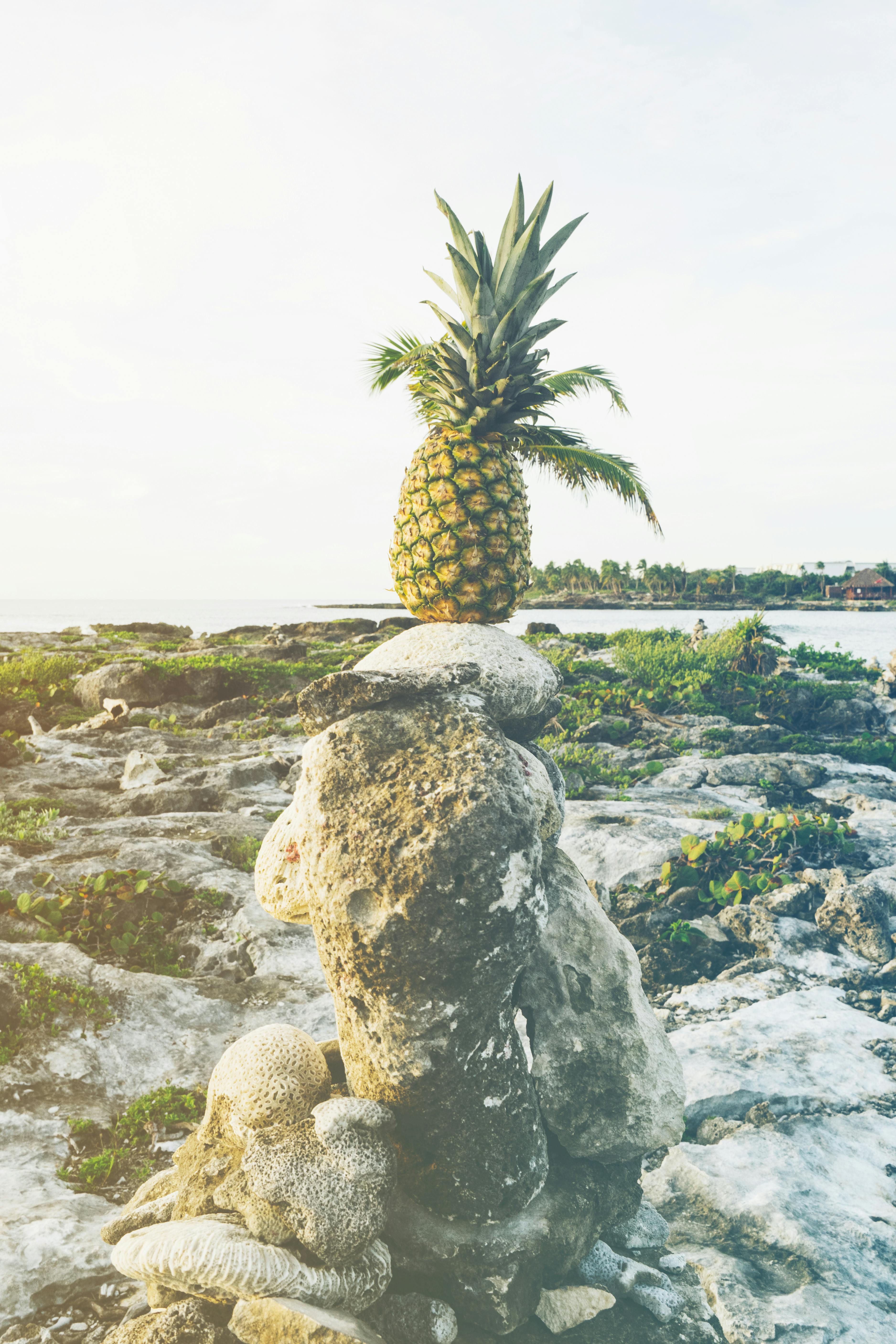 Ripe Pineapple on Stack of Gray Rocks · Free Stock Photo