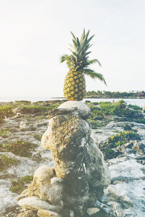 Безкоштовне стокове фото на тему «ананас, баланс, вода» стокове фото