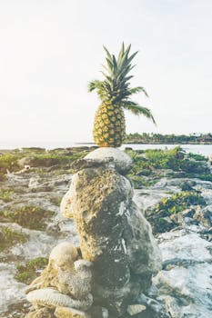 日出时，菠萝在海边的岩石上保持平衡，散发出热带气息