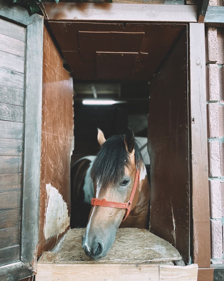 A Horse In A Barn