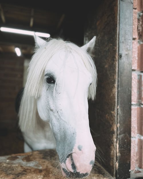 A Horse in a Stable 