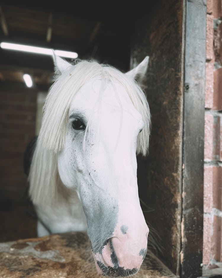 A Horse In A Stable 