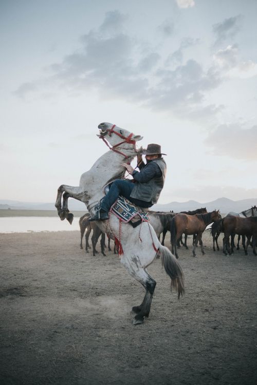 Free A cowboy rides a rearing horse next to a herd on a dusty plain. Stock Photo