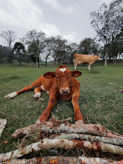 垂直拍攝, 奶牛, 樹木 的 免費圖庫相片
