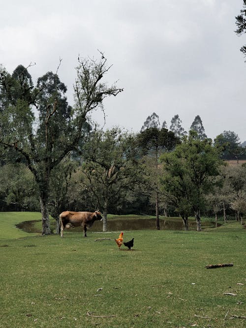 Brown Cow on Green Grass Field