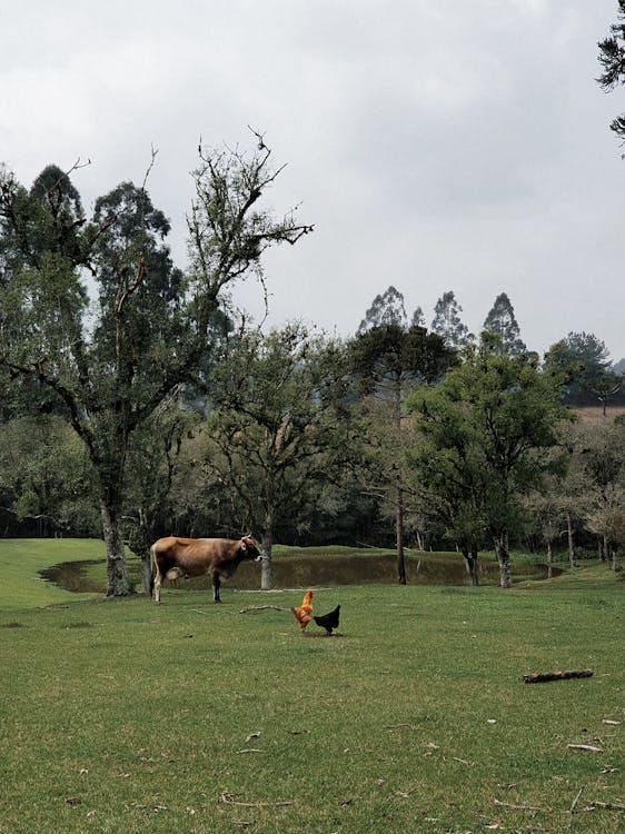 Gratis stockfoto met beesten, boerderij, bomen