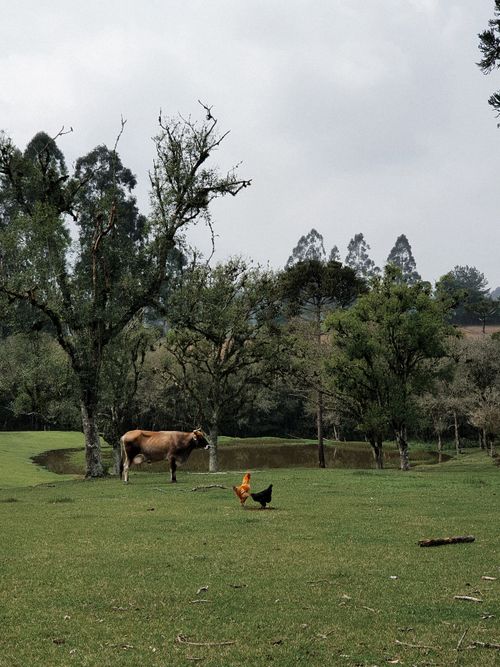 Free A tranquil rural landscape featuring a cow and chickens grazing in a lush green pasture. Stock Photo