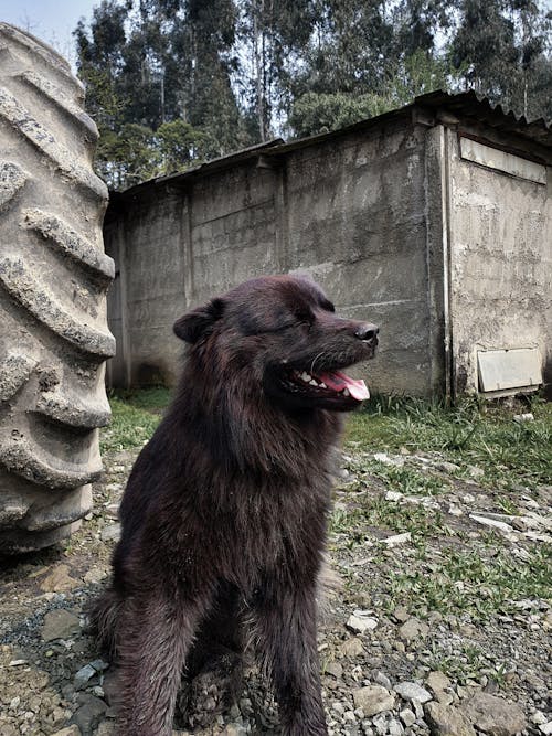 Free stock photo of barn, best friend, black dog Stock Photo