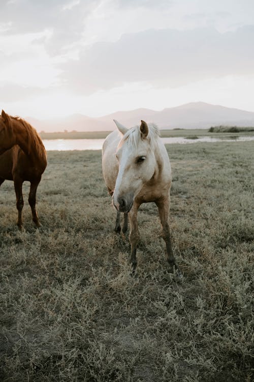 Gratuit Imagine de stoc gratuită din animal, cal alb, câmp Fotografie de stoc