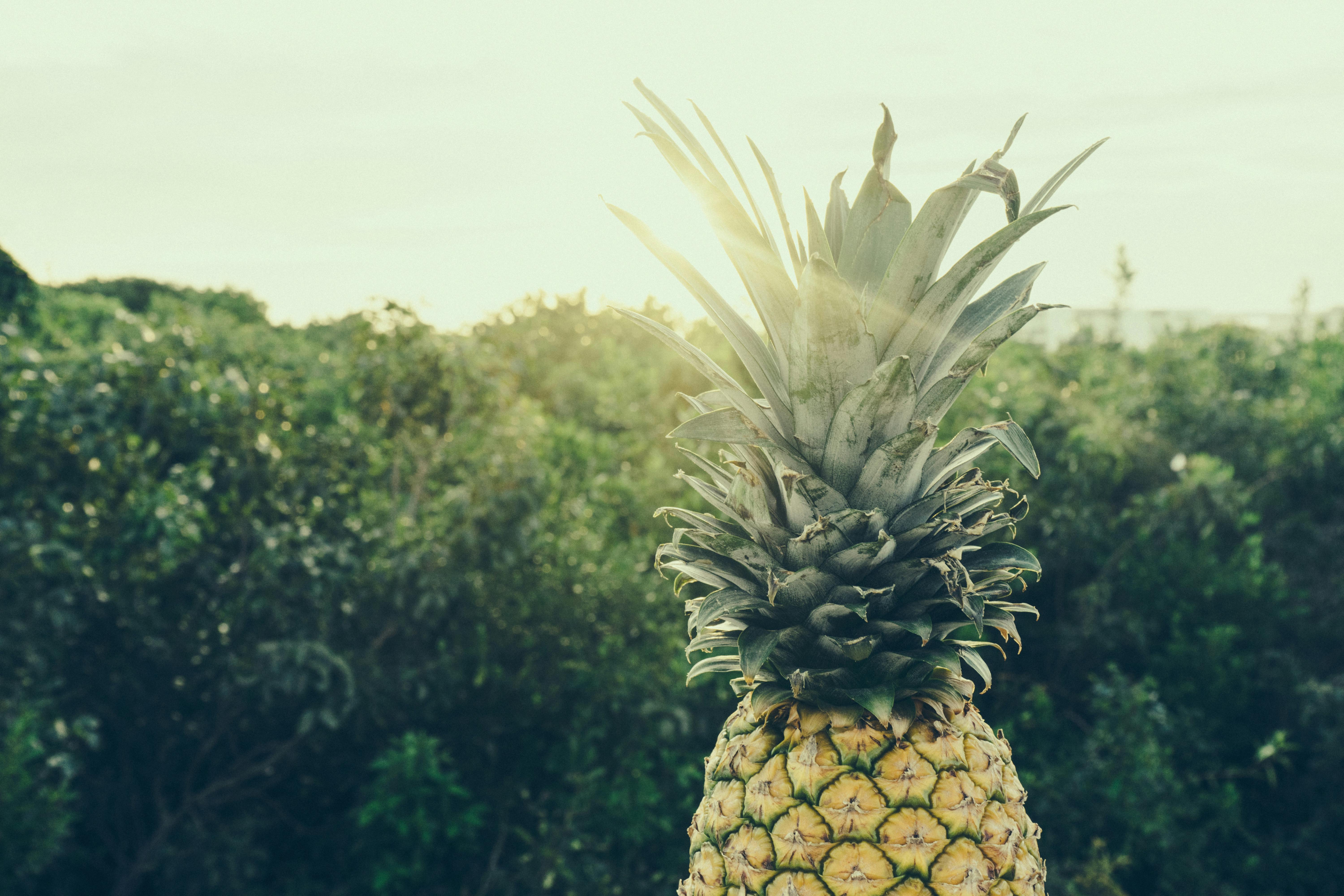 Kostenloses Foto zum Thema: ananas, blätter, blumen