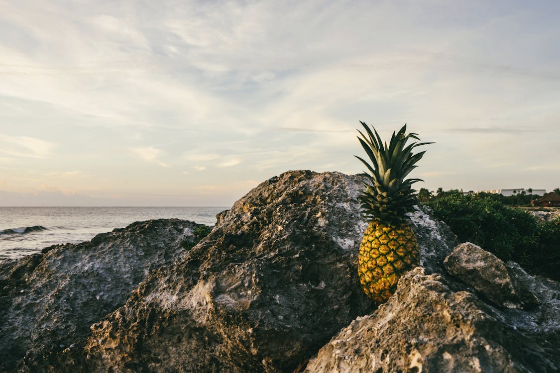 Kostnadsfria Kostnadsfri bild av ananas, hav, havsområde Stock foto