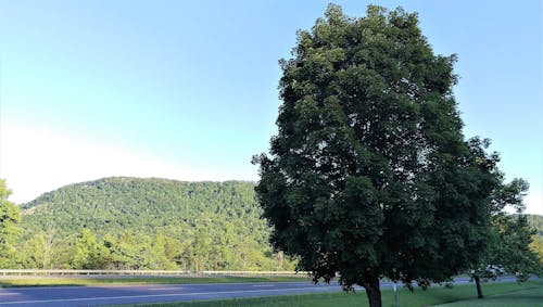 Immagine gratuita di acqua, alba, alberi