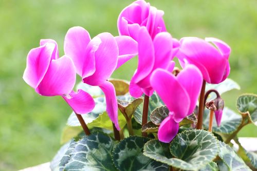 Free Close-up of vibrant pink Cyclamen persicum flowers in full bloom, showcasing natural beauty. Stock Photo