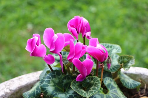 Kostnadsfri bild av blomfotografi, blommor, cyklamen persicum