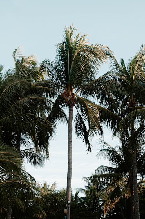 Kostnadsfri bild av grön, klar himmel, kokospalmer
