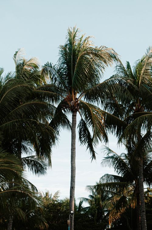 Free Photo of lush palm trees with clear blue sky, ideal for tropical themes. Stock Photo