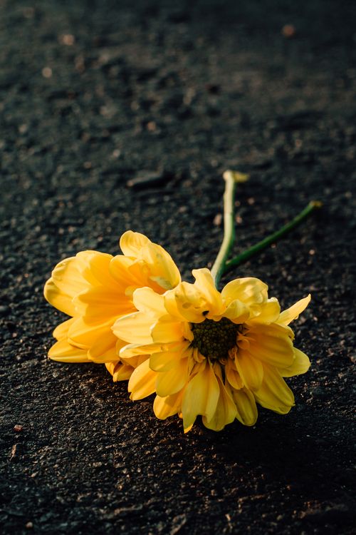 Free Yellow daisies captured in beautiful detail on a dark asphalt surface creating a striking contrast. Stock Photo