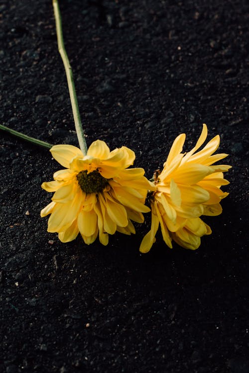 Fotos de stock gratuitas de amarillo, de cerca, flores