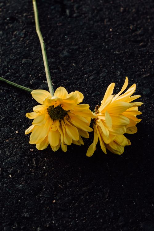Free Close-up of vibrant yellow flowers lying on dark asphalt, creating contrast. Stock Photo