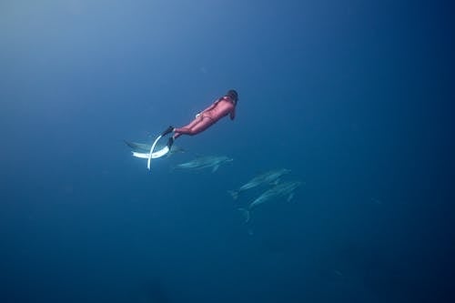 Person Diving with Dolphins