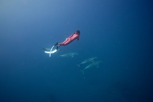 Person Diving with Dolphins