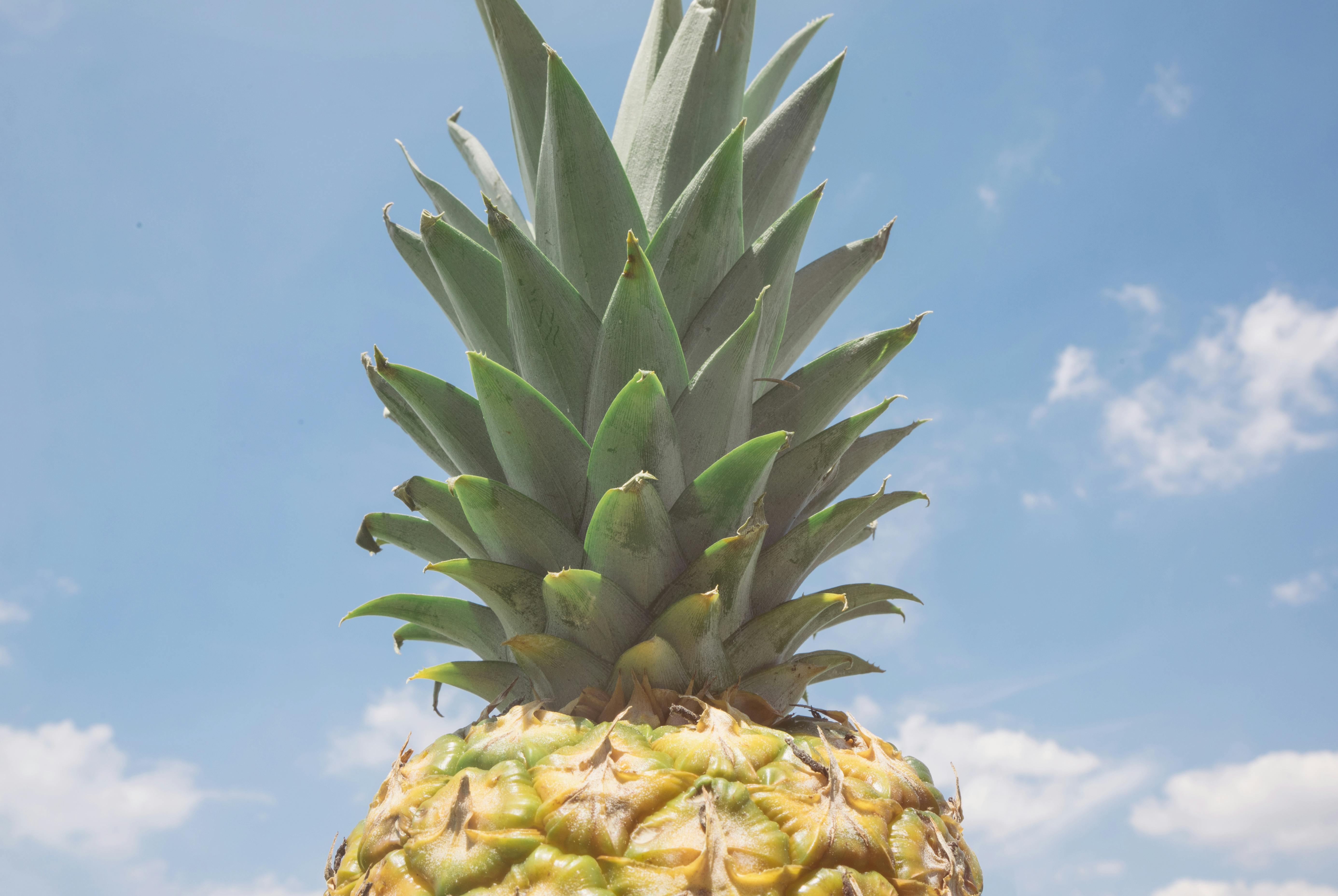Kostenloses Foto zum Thema: ananas, blauer himmel, frucht