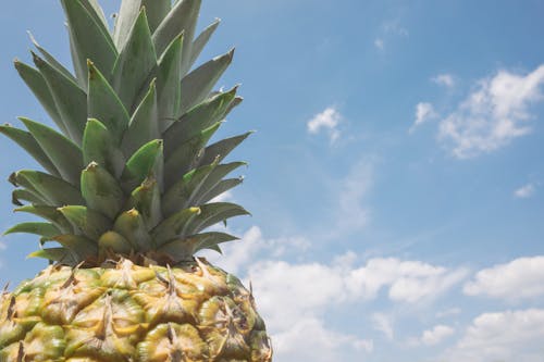 Focus Photo of Yellow and Green Pineapple Under Blue Sky