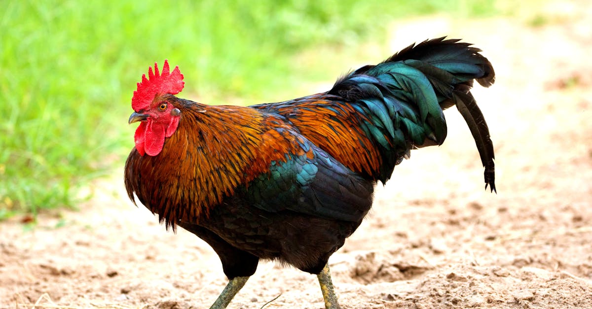 How rooster fertilizes eggs