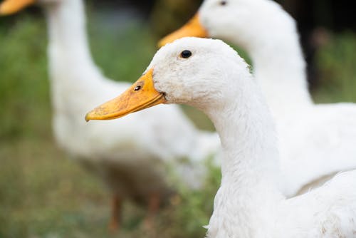 Close Up Photo of a Duck