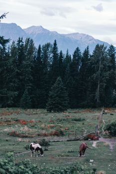 Horses grazing in a scenic pasture against the backdrop of Canadian Rocky Mountains.