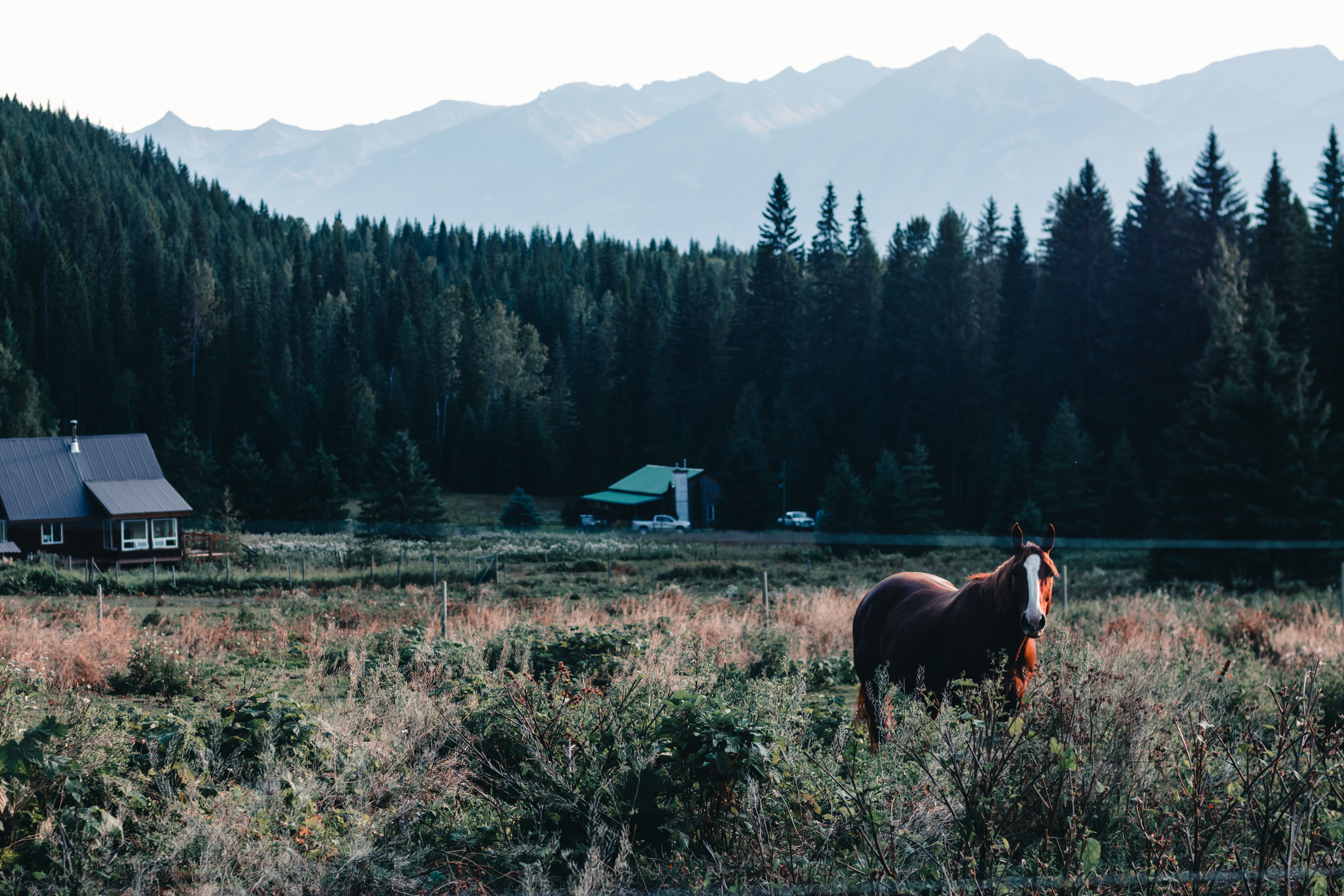 A horse stands in a lush field with a backdrop of mountains in Golden, BC, Canada.