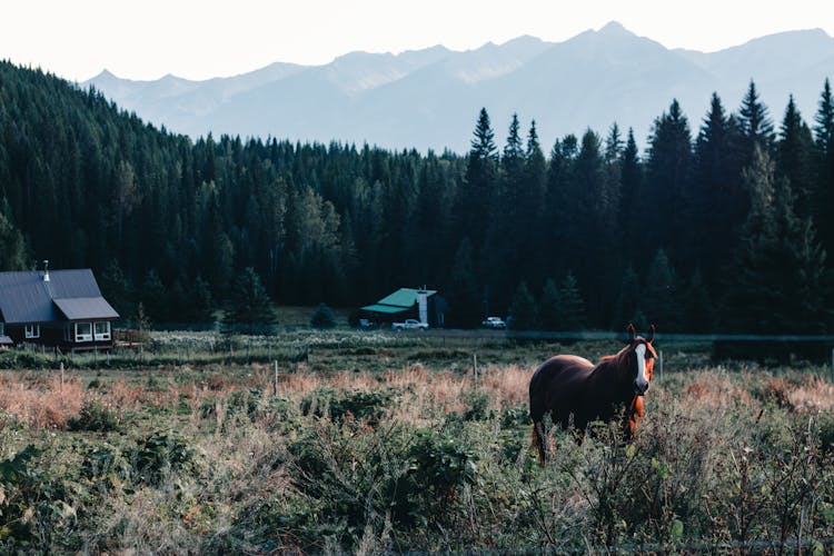 A Horse On A Field