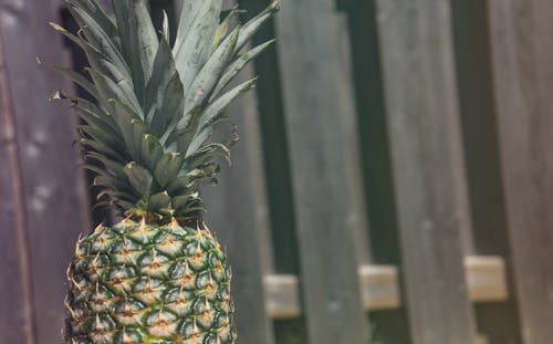 Free stock photo of fence, fruit, pineapple