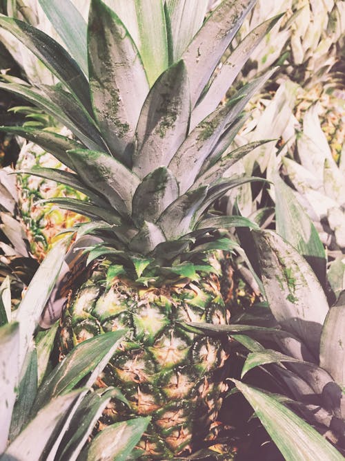 Free stock photo of fruit, pineapple, summer