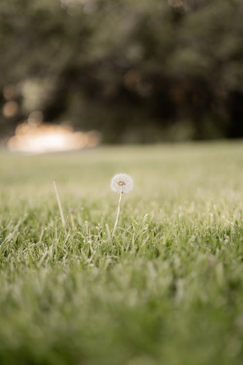 Foto d'estoc gratuïta de dent de lleó, enfocament selectiu, flor