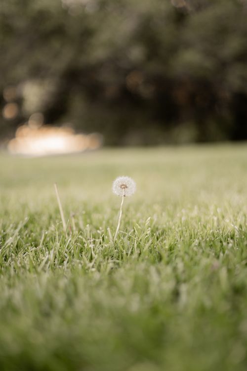 Free A single dandelion stands alone in a lush green meadow under soft, natural light. Stock Photo