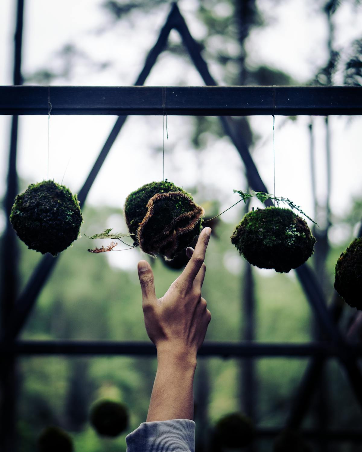 Mano che tocca delicatamente una palla di marimo nell'acqua
