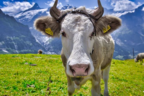 免费 公牛, 動物, 動物攝影 的 免费素材图片 素材图片